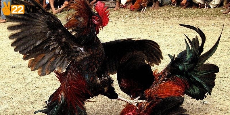 Cân nhắc khi chọn nền tảng