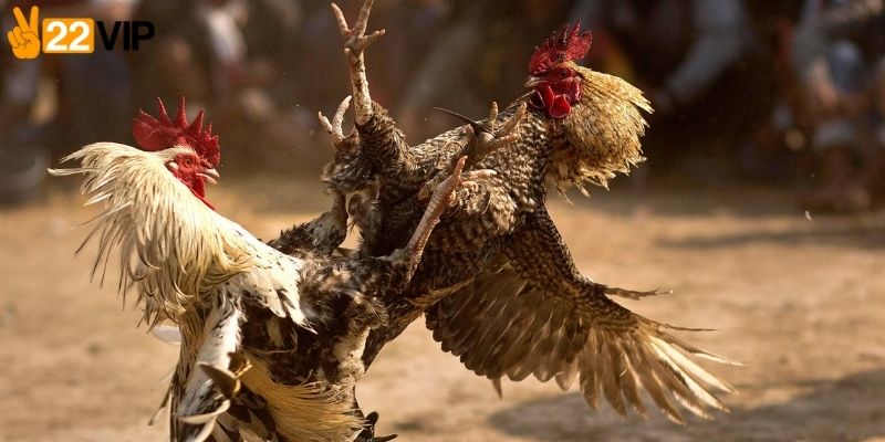 Chiến thuật tăng cơ hội thắng