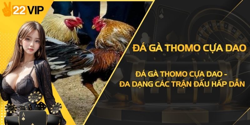 Đá Gà Thomo Cựa Dao - Đa Dạng Các Trận Đấu Hấp Dẫn