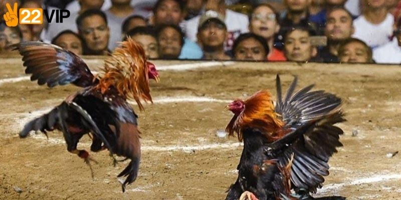 Quan sát gà thi đấu trực tiếp