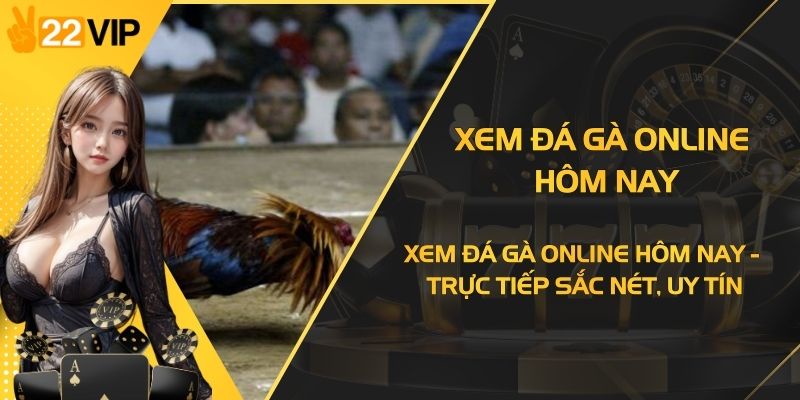 Xem Đá Gà Online Hôm Nay - Trực Tiếp Sắc Nét, Uy Tín